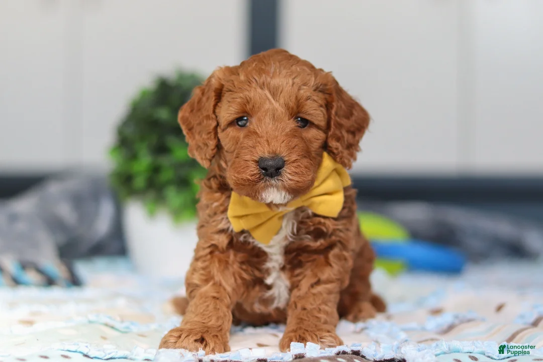 Mini Goldendoodle dogs for sale: Nadir - Ad 1