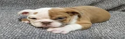English Bulldog dogs for sale: Lavelli - Ad 2