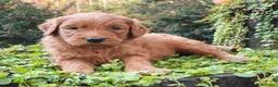 Goldendoodle dogs for sale: Rover - Ad 10