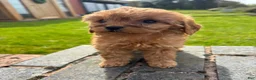 Cavapoo dogs for sale: Katie  - Ad 6