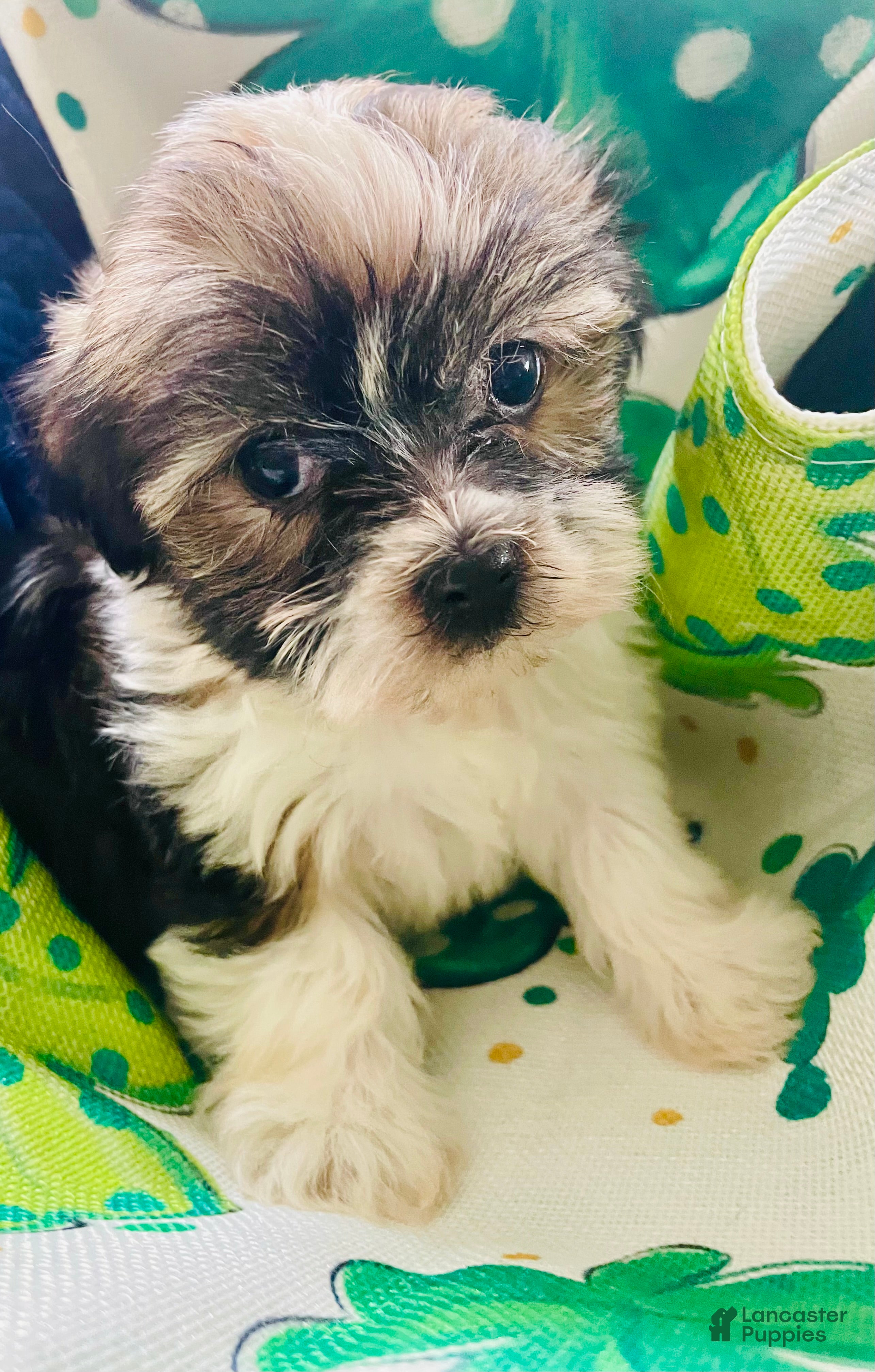 Havanese dogs for sale: Tiny princess - Ad 2