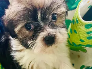 Havanese dogs for sale: Tiny princess - Ad 2