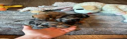 Dachshund dogs for sale: Dachshund 1 - Ad 12