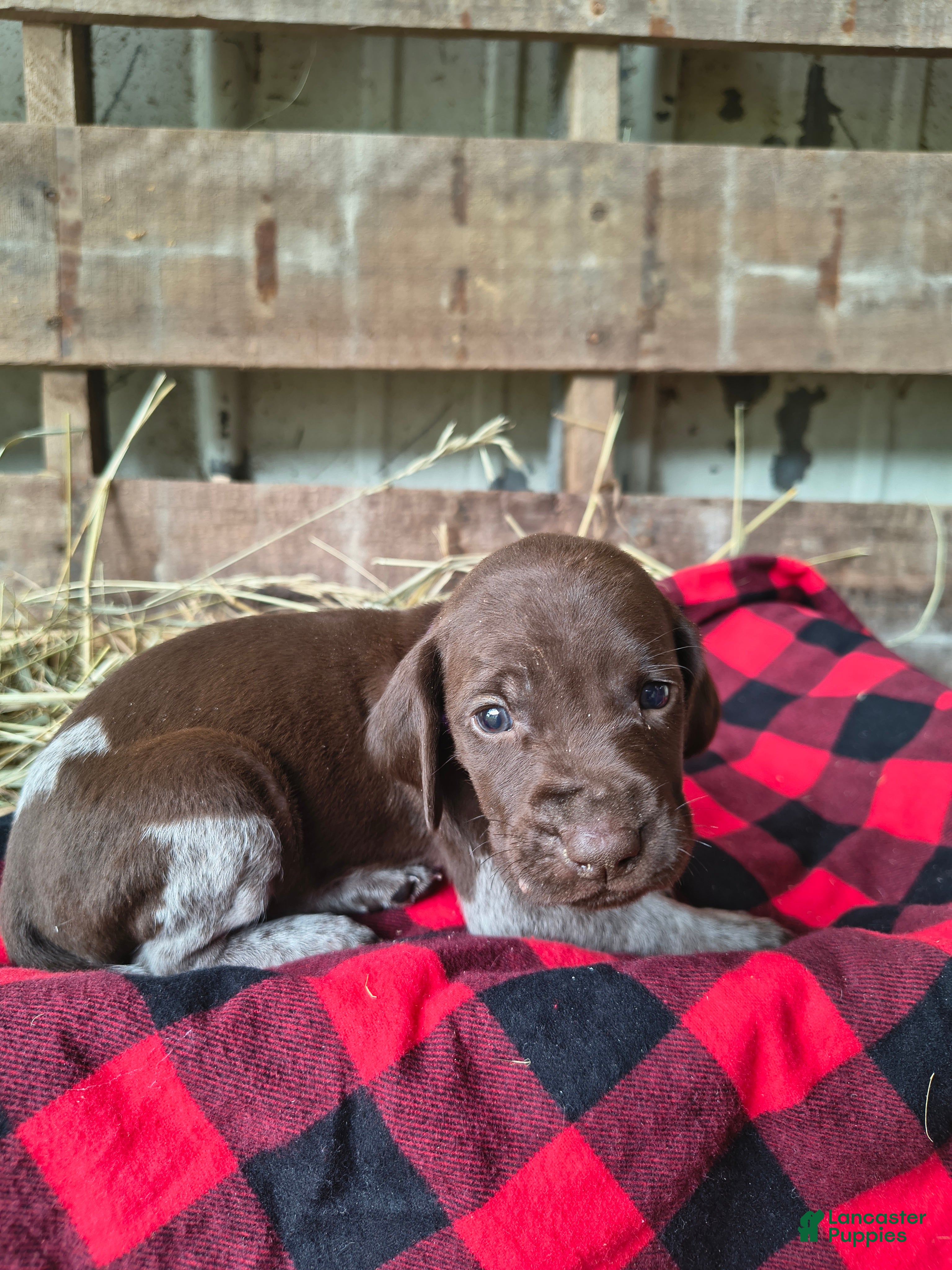 German Shorthaired Pointer dogs Lia - Ad 21