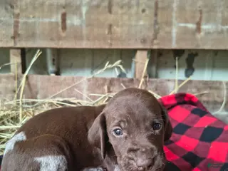 German Shorthaired Pointer dogs Lia - Ad 21