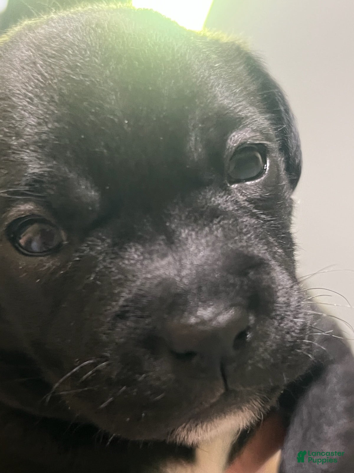 Mixed Breed dogs Girl 2 - Ad 11