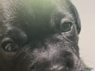 Mixed Breed dogs Girl 2 - Ad 11