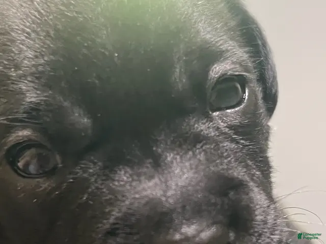 Mixed Breed dogs Girl 2 - Ad 24