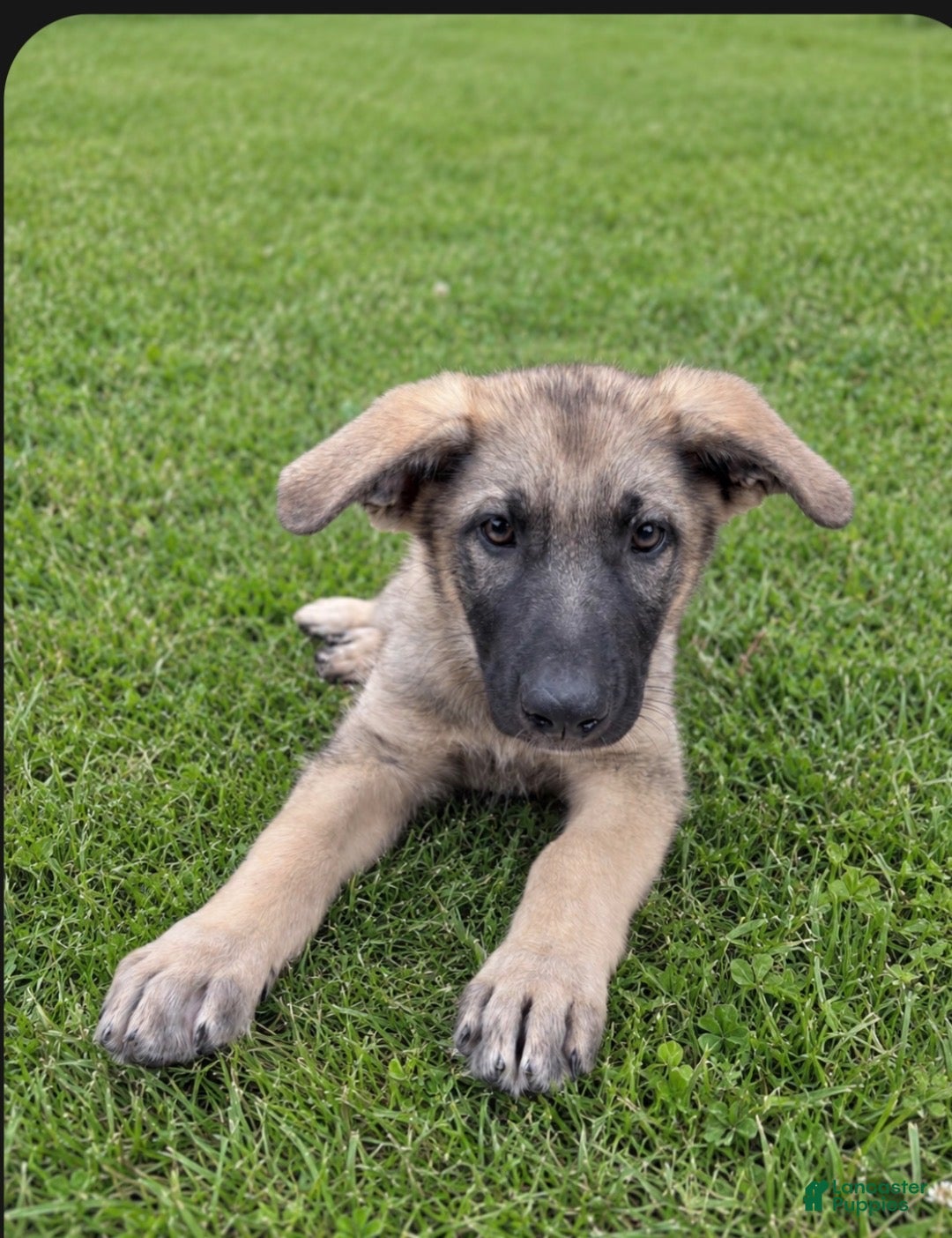 German Shepherd dogs Burger  - Ad 41