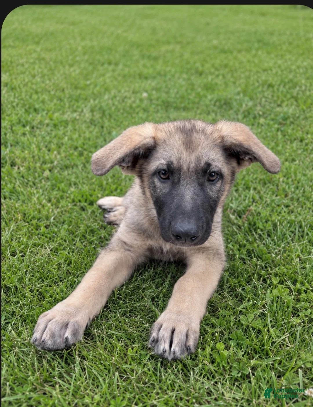 German Shepherd dogs for sale: Burger  - Ad 1