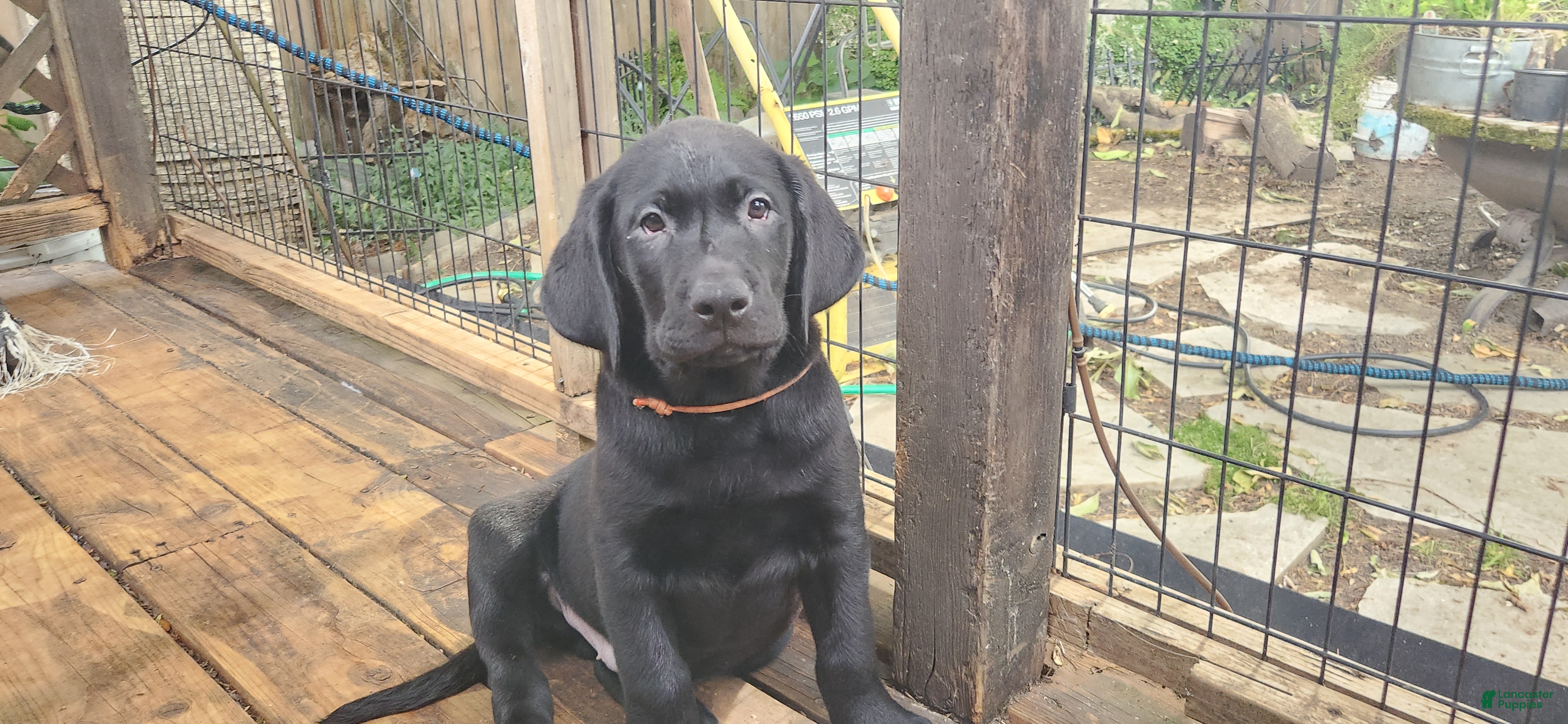 Labrador Retriever dogs for sale: Labrador Retriever orange - Ad 2