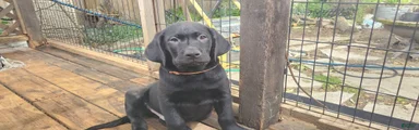 Labrador Retriever orange