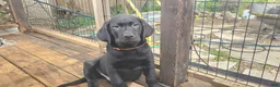 Labrador Retriever dogs for sale: Labrador Retriever orange - Ad 1