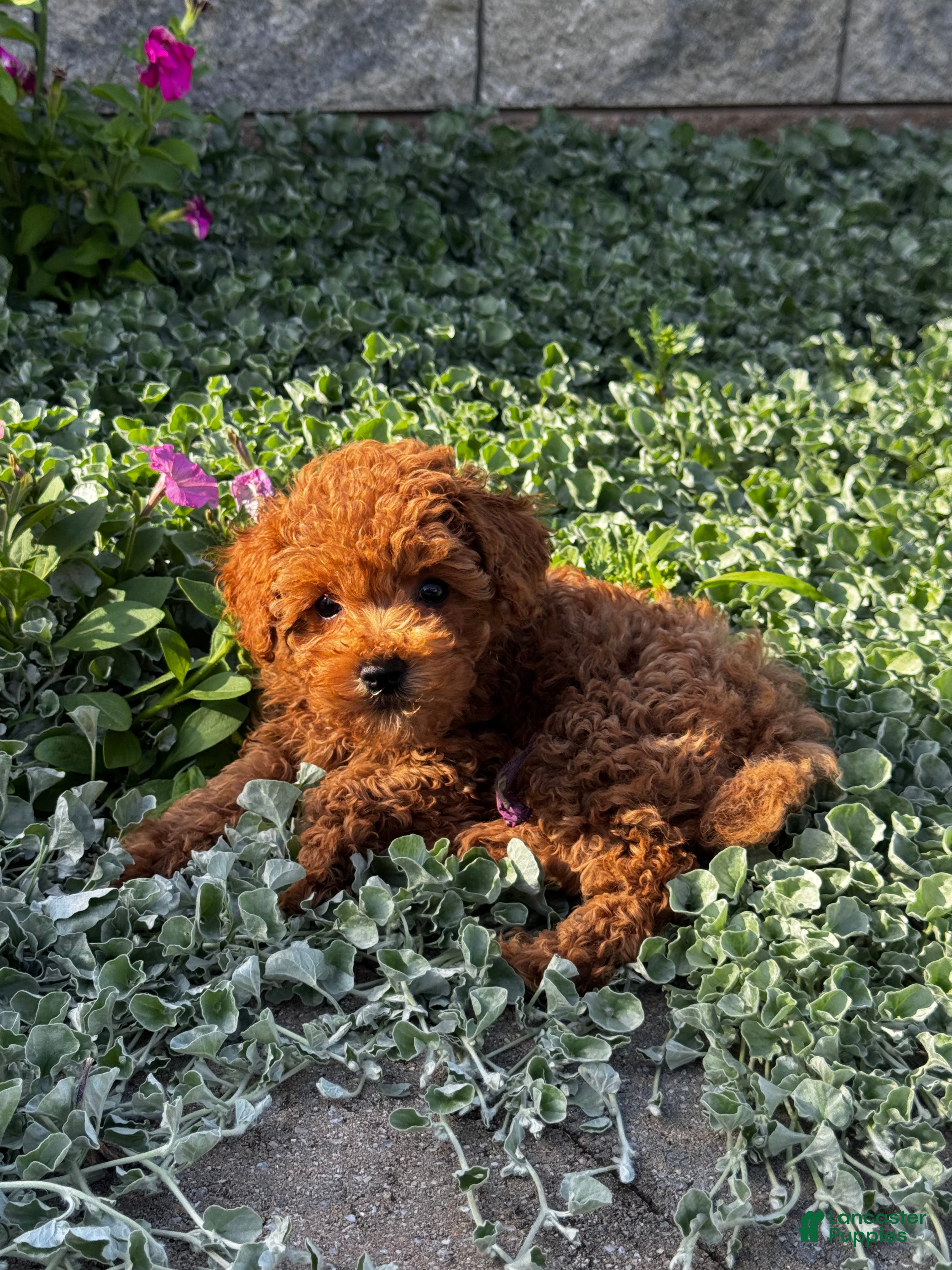 Toy Poodle dogs Small Parker - Ad 36
