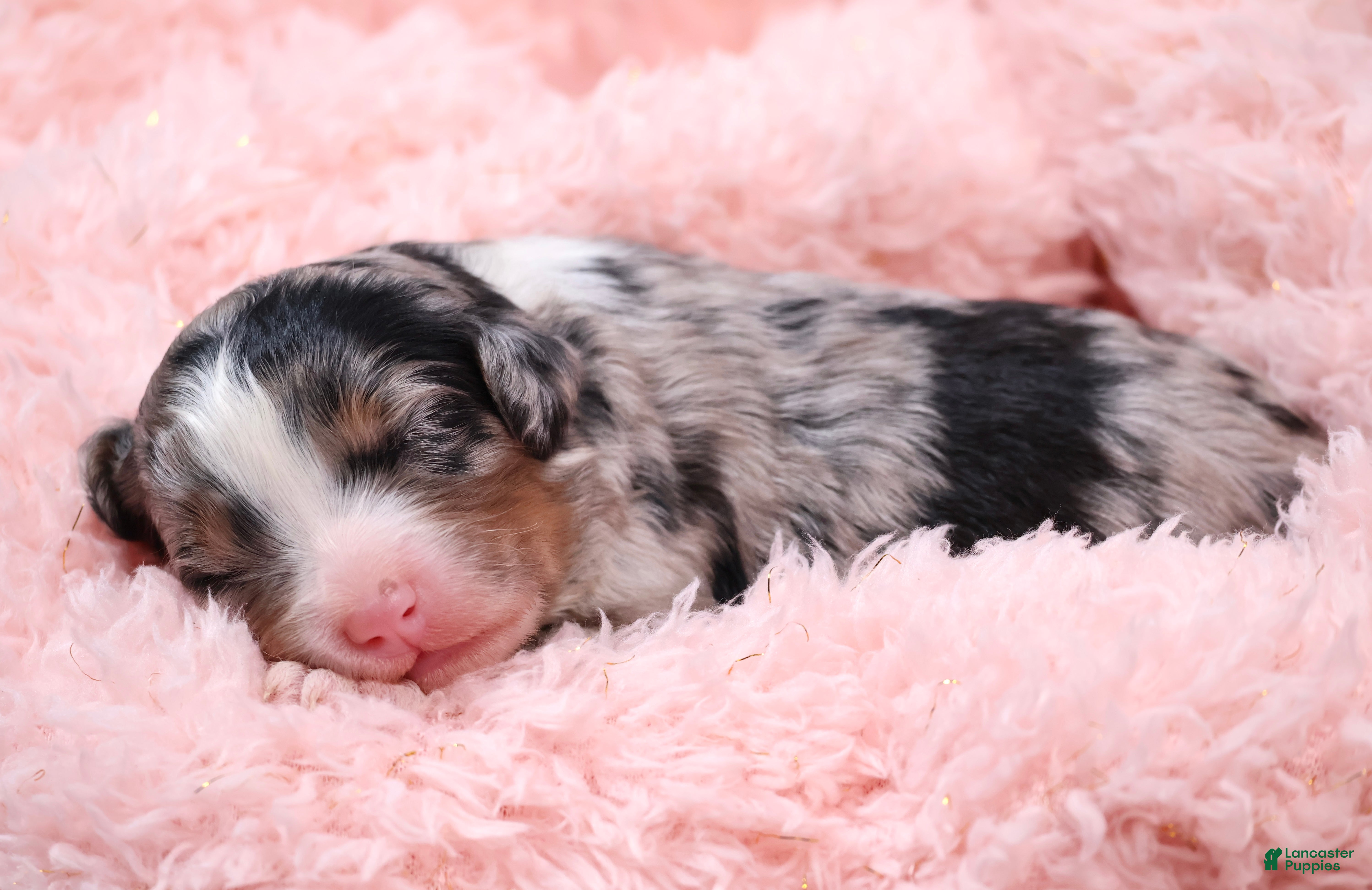 Mini Bernedoodle dogs Callie  - Ad 5