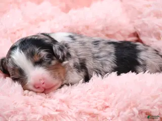 Mini Bernedoodle dogs Callie - Ad 5