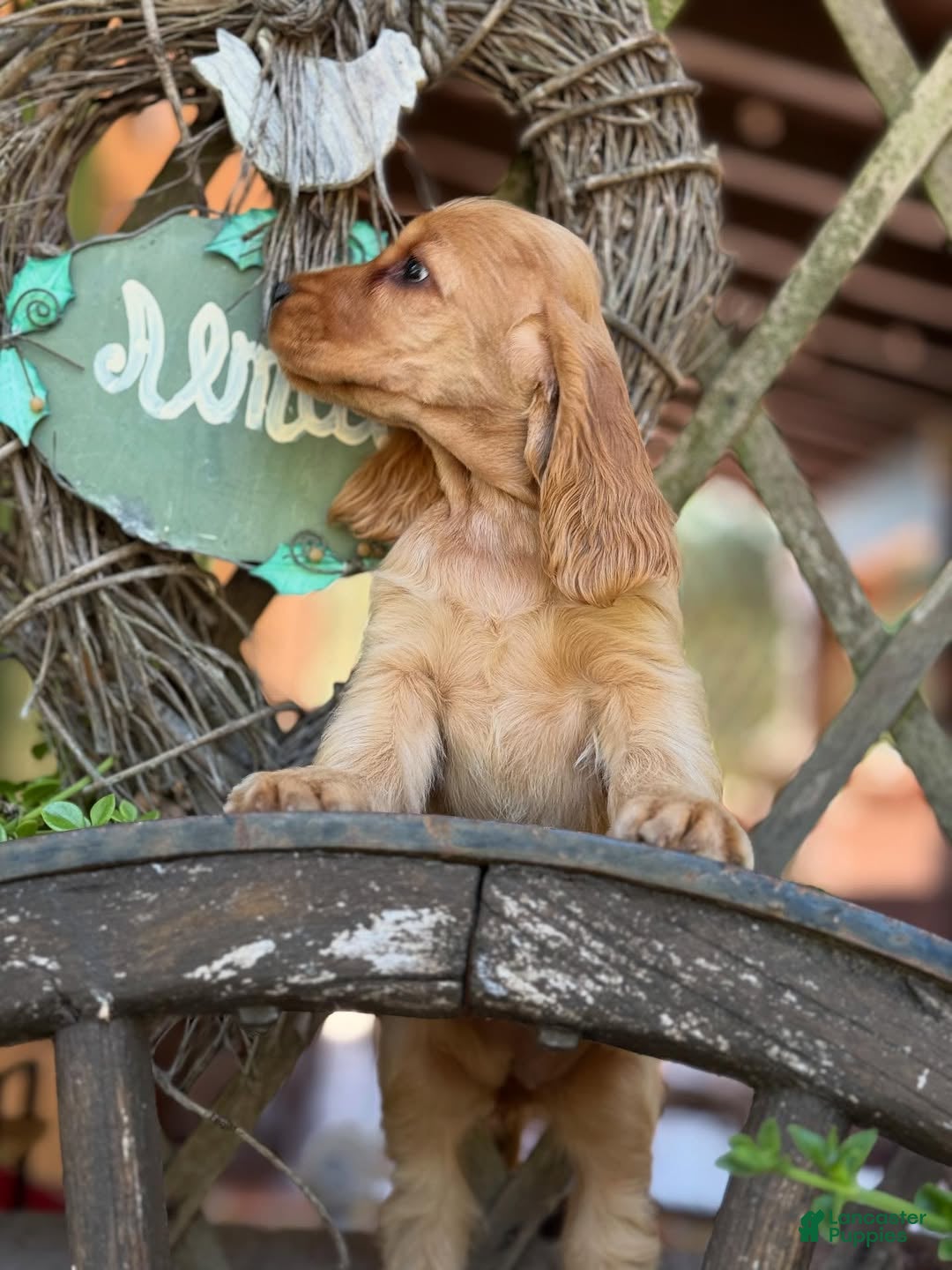 Cocker Spaniel dogs Axel - Ad 1