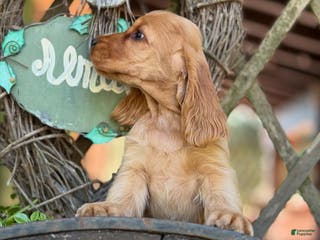 Cocker Spaniel dogs Axel - Ad 6