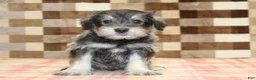 Miniature Schnauzer dogs for sale: Elmo - Ad 3