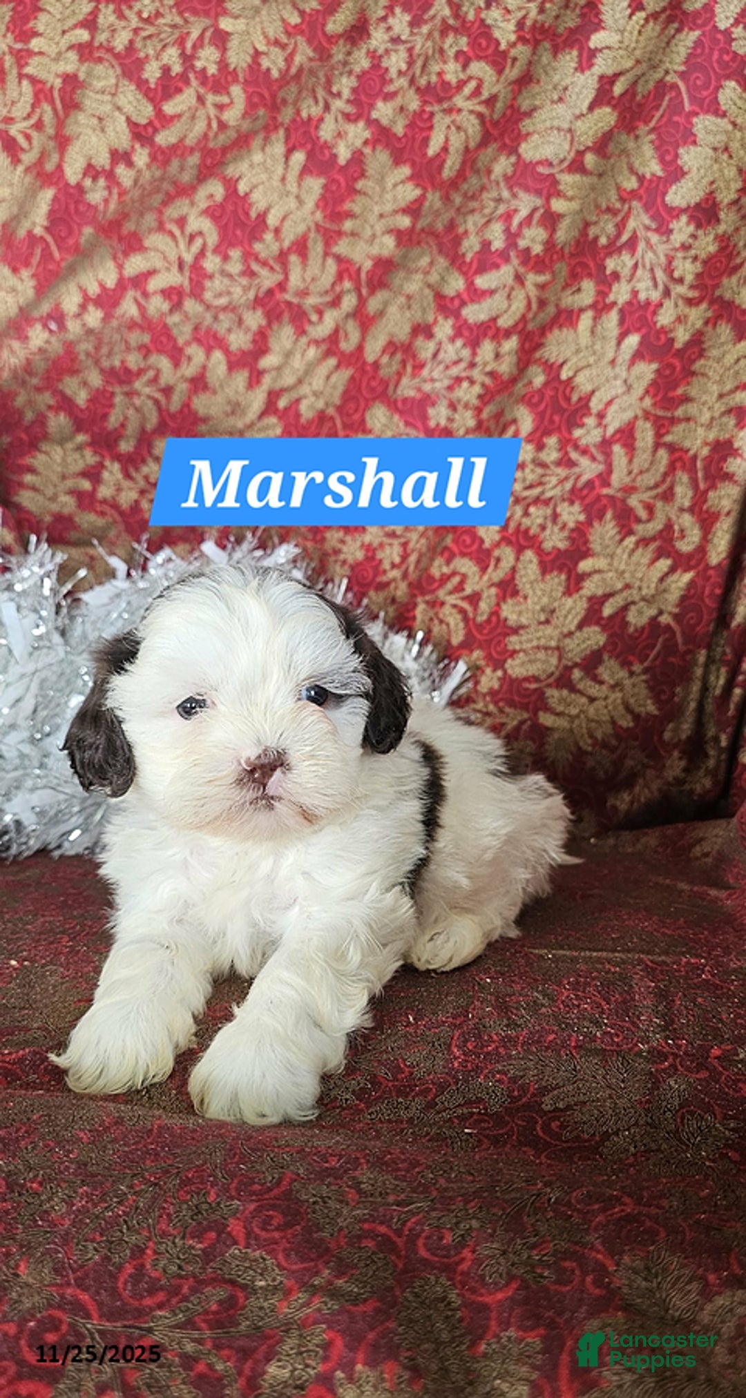 Shih Tzu dogs for sale: Marshall - Ad 1