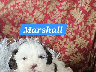 Shih Tzu dogs Marshall - Ad 36