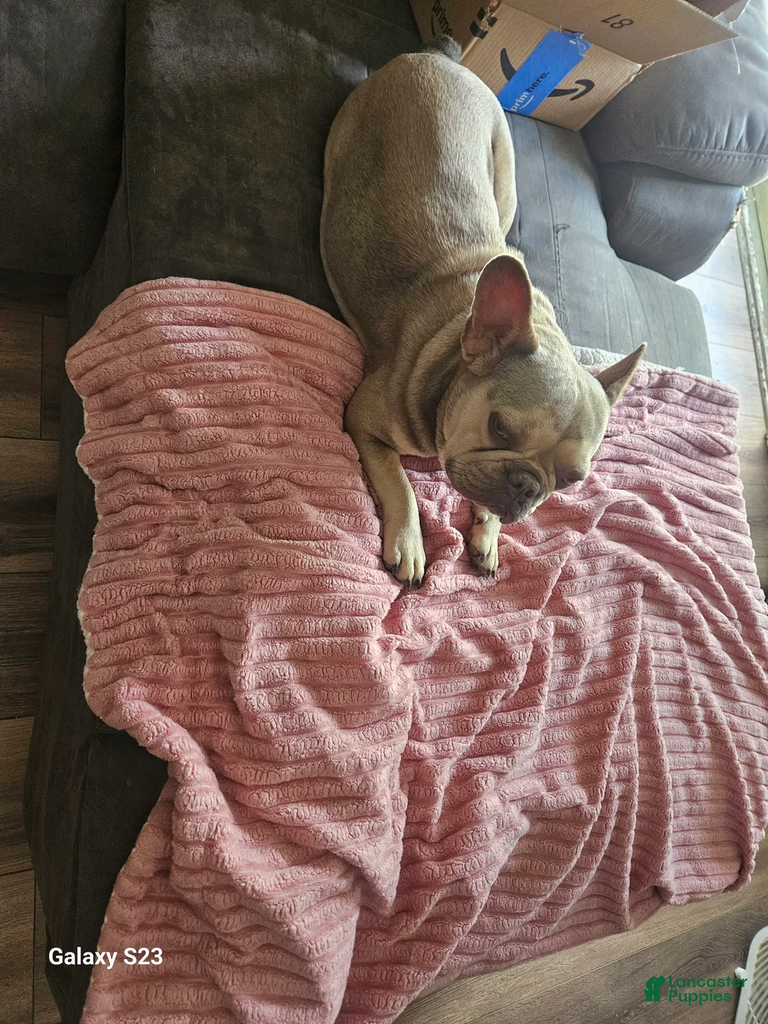 French Bulldog dogs for sale:  4 - Ad 2