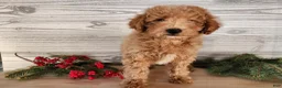 Mini Goldendoodle dogs for sale: Nash - Ad 4