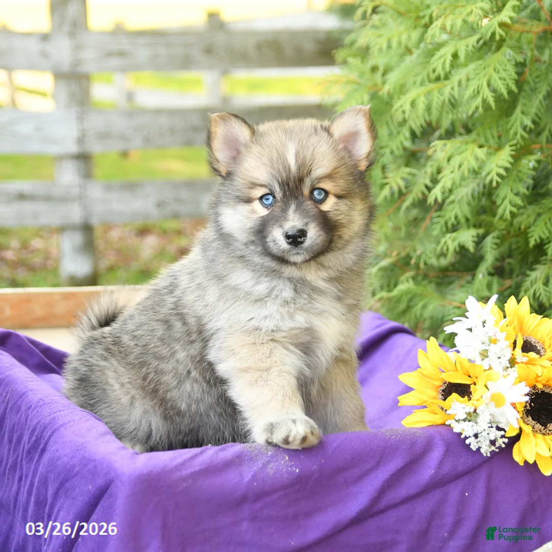 Pomsky dogs for sale: Kyla - Ad 2