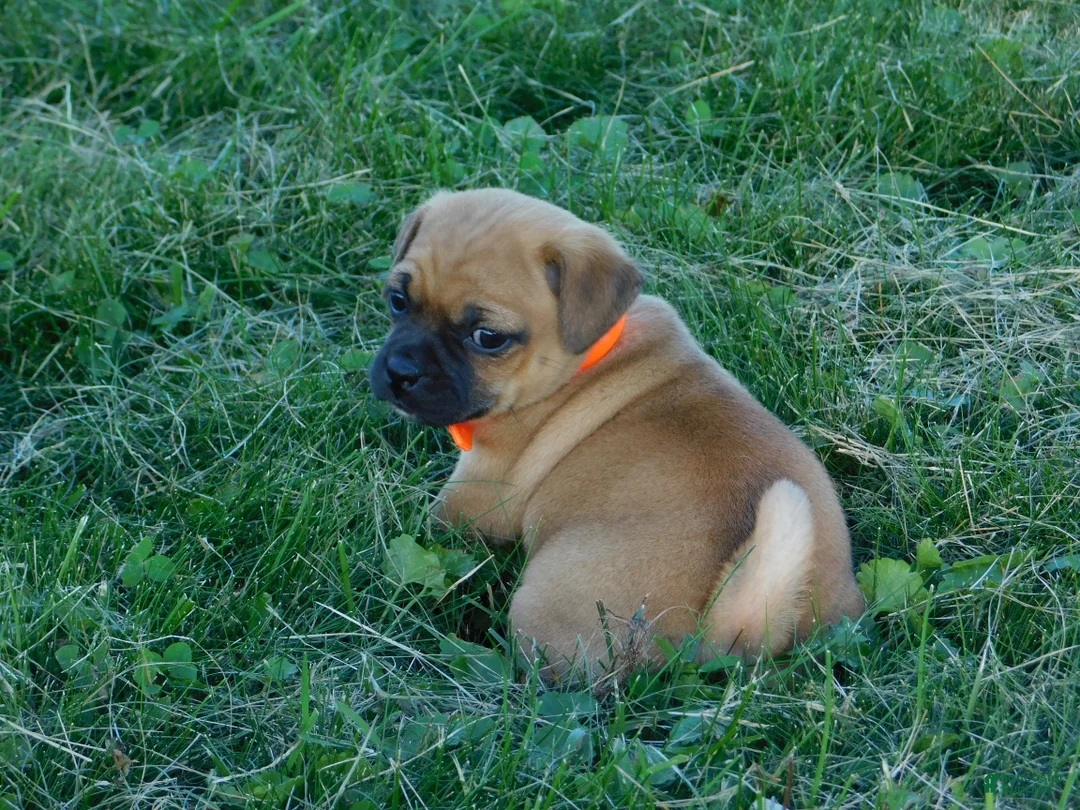 Jug dogs for sale: Olivia - Ad 1