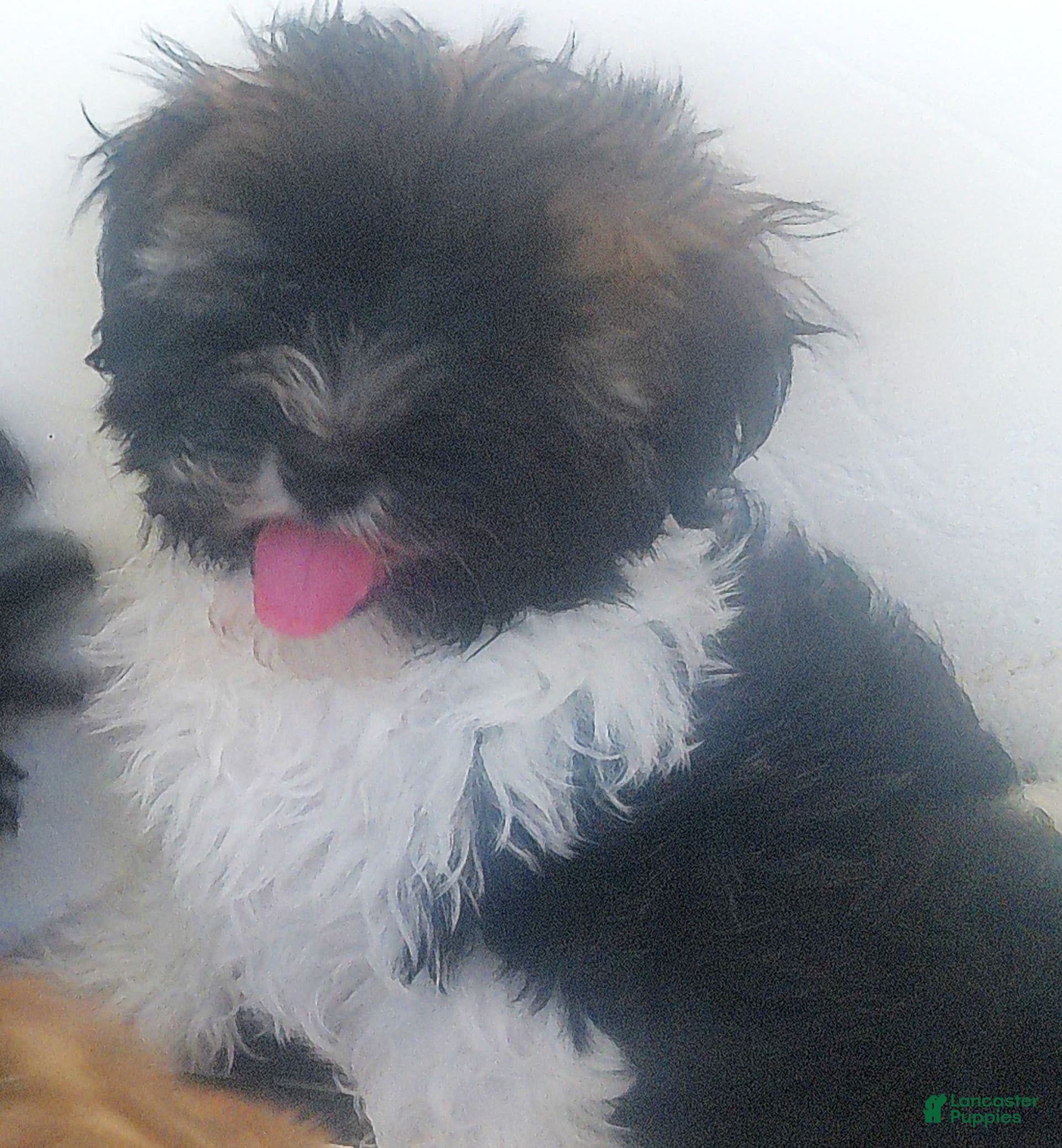 Havanese dogs Snickers - Ad 5