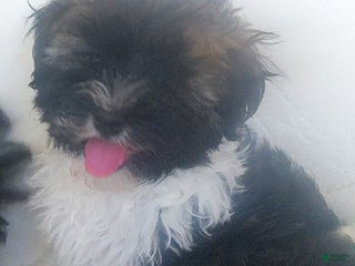 Havanese dogs Snickers - Ad 11