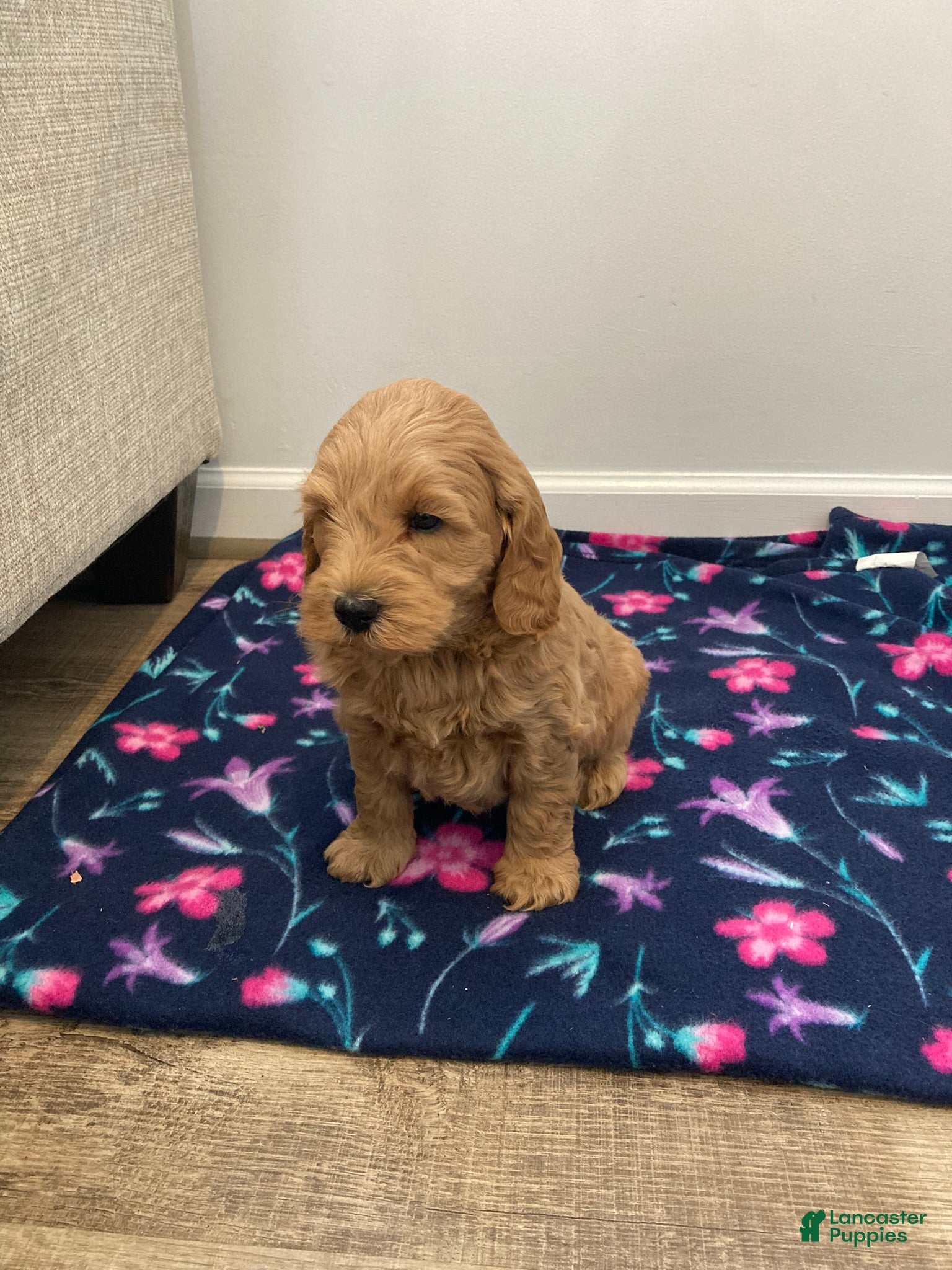 Labradoodle dogs Tucker - Ad 39