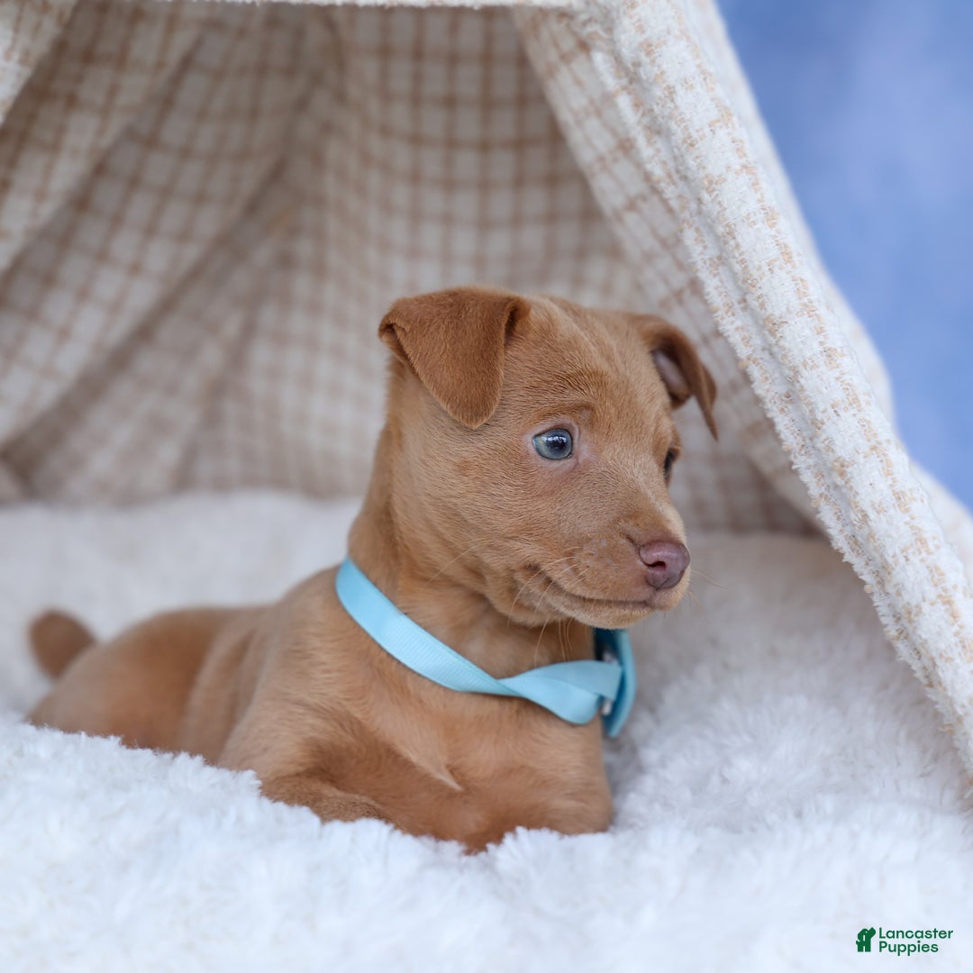 MARLEY for sale in Baltic Lancaster Puppies