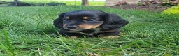 Miniature Dachshund dogs for sale: Venture  - Ad 32