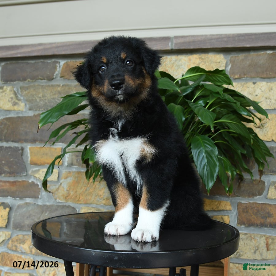 Australian Shepherd dogs Mariah - Ad 1