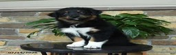 Australian Shepherd dogs for sale: Mariah - Ad 1