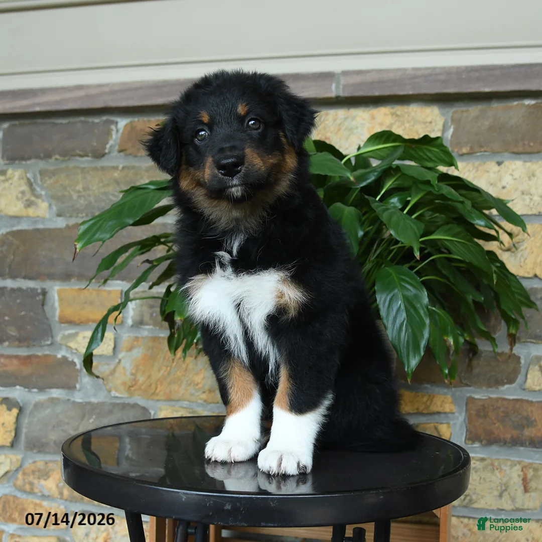 Australian Shepherd dogs for sale: Mariah - Ad 1
