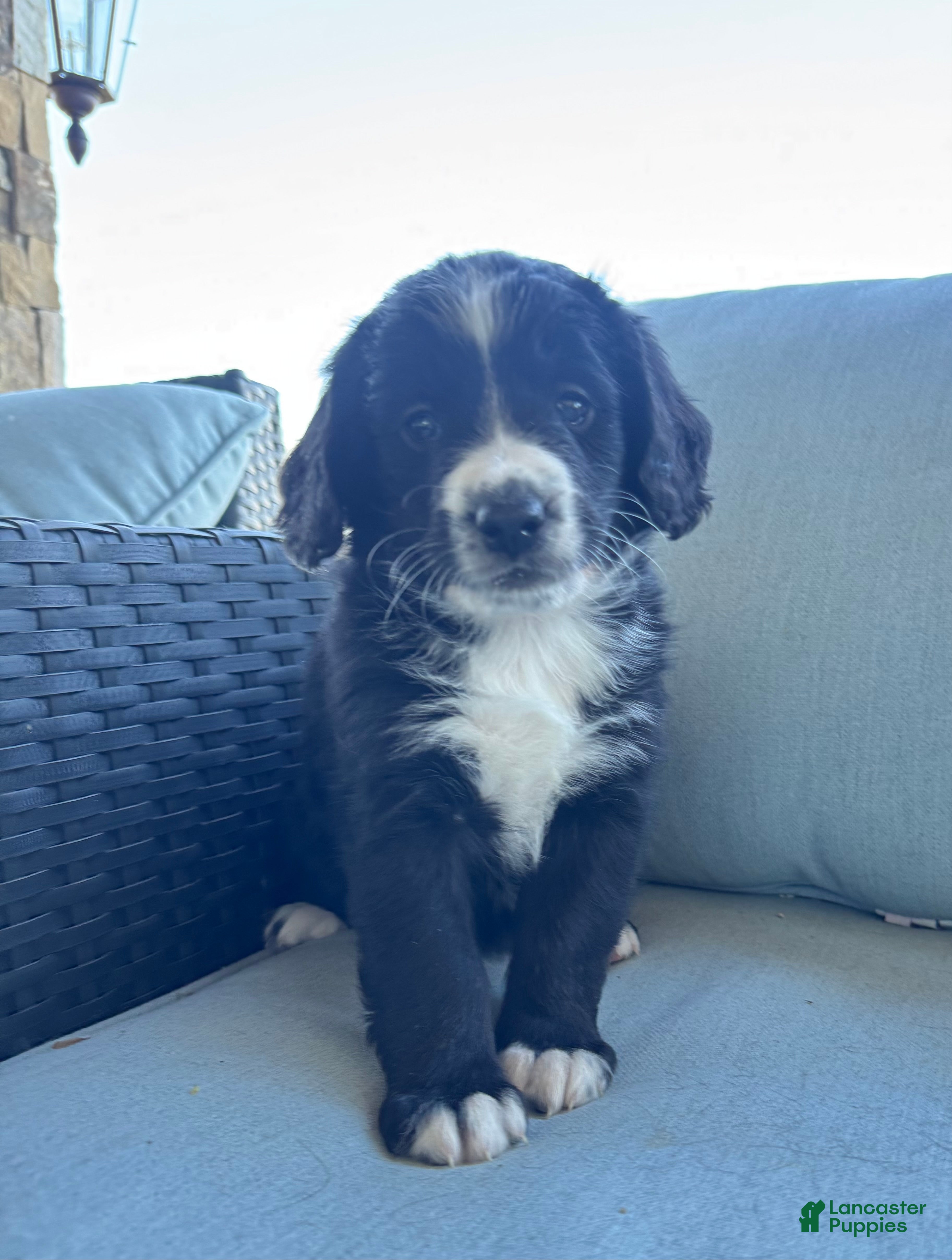 Mixed Breed dogs Pollen - Ad 1