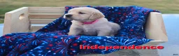 Golden Retriever dogs for sale: Golden Retriever 1 - Ad 3