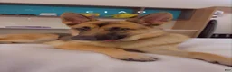 German Shepherd dogs for sale: German Shepherd Puppy 3 - Ad 3