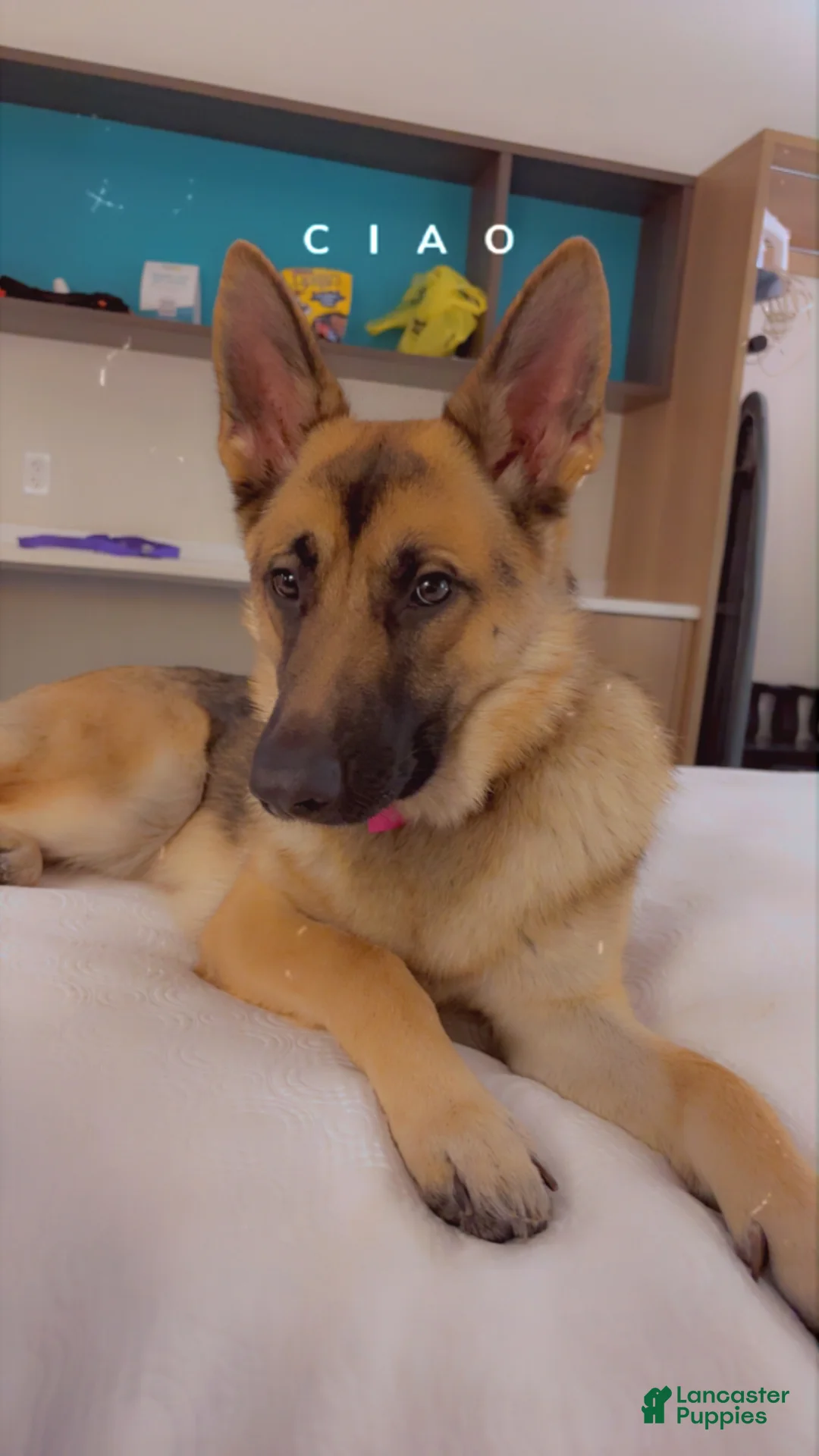 German Shepherd dogs for sale: German Shepherd Puppy 1 - Ad 2