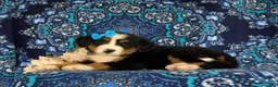Bernese Mountain Dog dogs for sale: Falon - Ad 4
