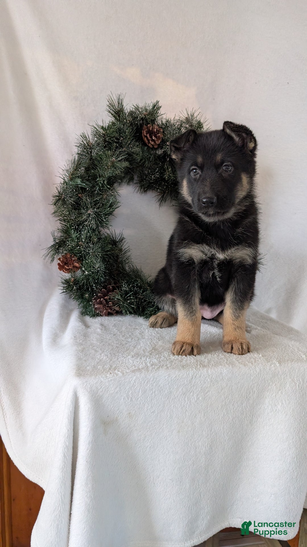 German Shepherd dogs for sale: Gail  - Ad 2