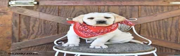 Labrador Retriever dogs for sale: Stanton - Ad 3