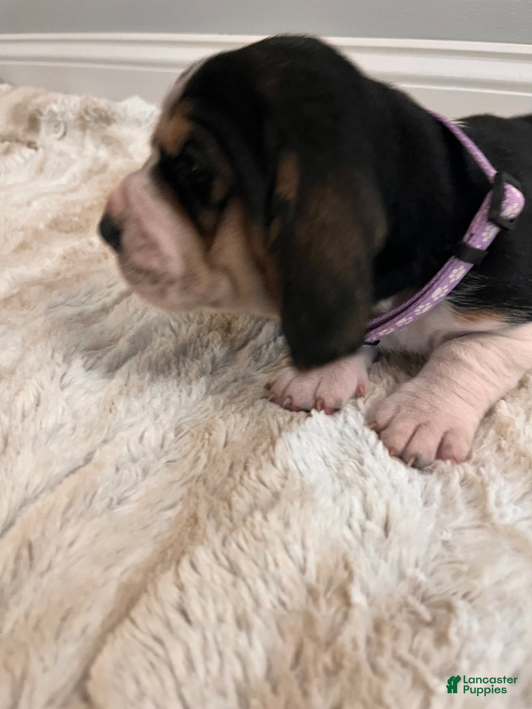 Basset Hound dogs for sale: Rhonda - Ad 3