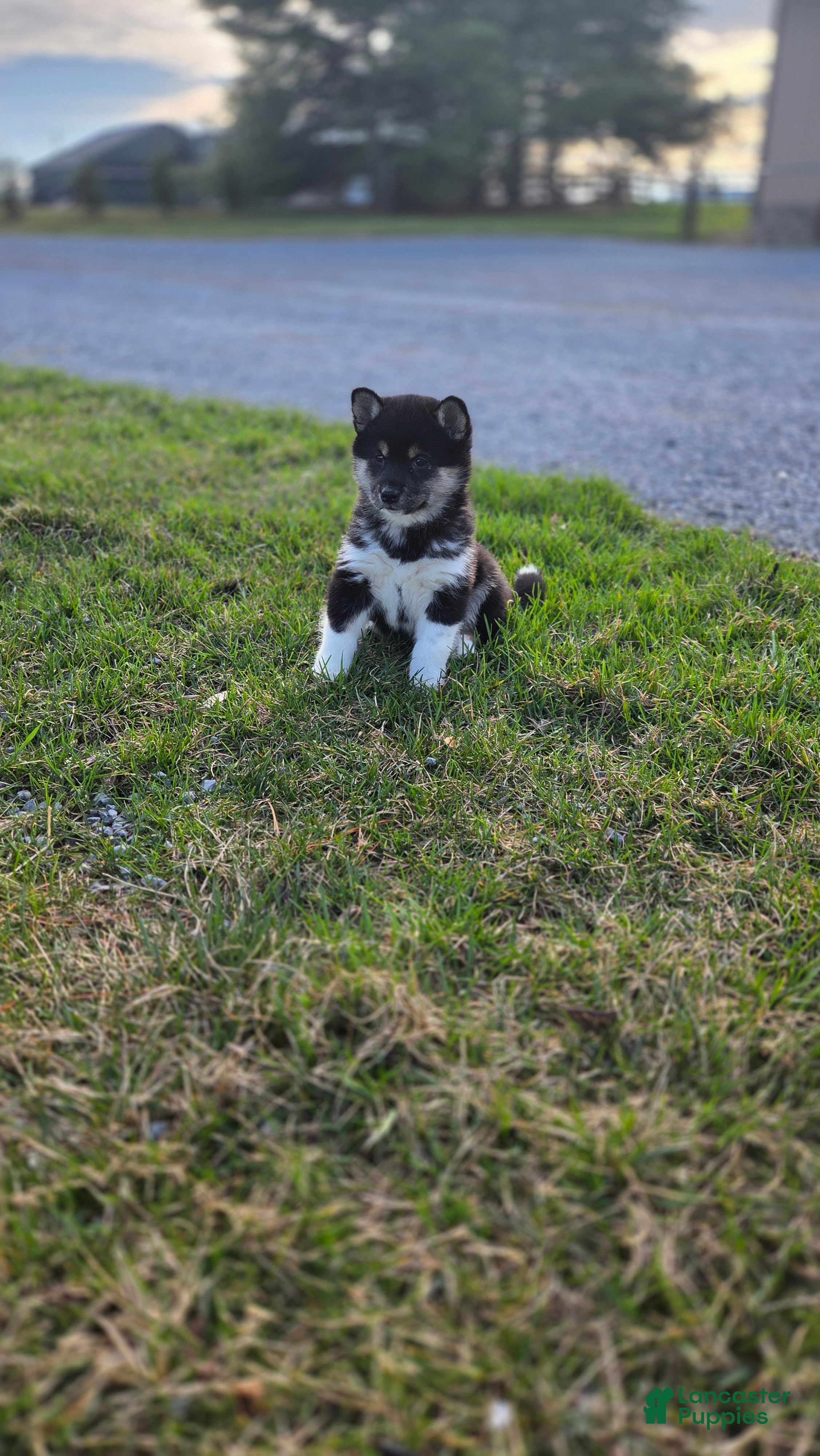 Shiba Inu dogs Benson - Ad 2