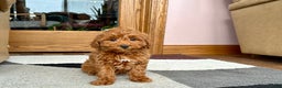 Cavapoo dogs for sale: Cavapoo female Puppy 5 - Ad 3