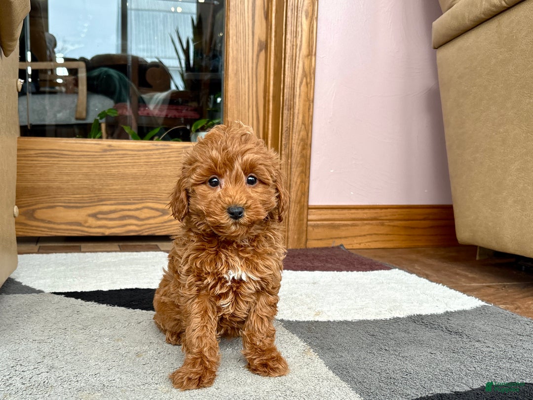 Cavapoo dogs for sale: Cavapoo female Puppy 5 - Ad 3