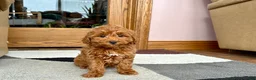 Cavapoo dogs for sale: Cavapoo female Puppy 5 - Ad 3