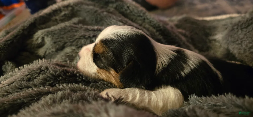 Morkie dogs for sale: Panda - Ad 9